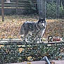 dog, husky, picnic_table, backyard, autumn_leaves, fence, garden, outdoor, pet, animal, wooden_table, sunlight, nature, plants, bowl, metal_drum, shrubbery, daylight, canine, leaf_litter