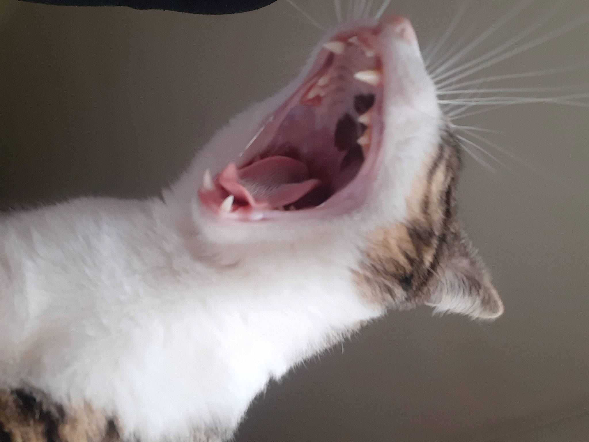 Mallow participe au concours pour gagner de l'argent avec cette photo : canidae, carnivore, cat, dog_breed, domestic_short_haired_cat, ear, eyelash, fang, felidae, fur, gesture, jaw, macro_photography, paw, small_to_medium_sized_cats, snout, tail, tooth, whiskers, yawn