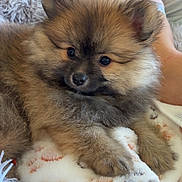 Cookie participe au concours pour gagner de l'argent avec cette photo : puppy, dog, fluffy, cute, blanket, patterned_blanket, soft_texture, couch, person, pink_shirt, resting, indoors, cozy, fur, animal, pet, comfort, relaxing, warm, companion