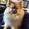 dog, puppy, pomeranian, fluffy, cute, pet, indoor, blanket, fur, small_dog, animal, face, ears, sitting, looking_at_camera, living_room, cozy, domestic, canine, adorable