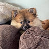 puppy, dog, brown, fluffy, cushion, indoor, pet, cute, small, fur, cozy, resting, animal, face, ears, nose, soft, curious, home, relaxed