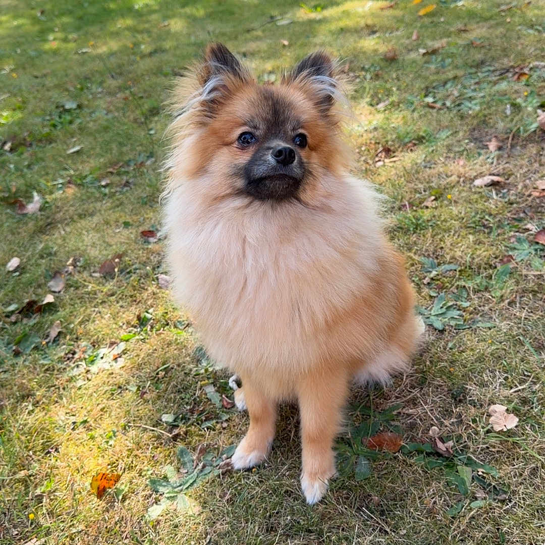Cookie participe au concours pour gagner de l'argent avec cette photo : dog, small_dog, fluffy, grass, outdoor, pet, animal, sunlight, leaf, nature, garden, fence, suburban, sitting, cute, fur, canine, daylight, attention, portrait