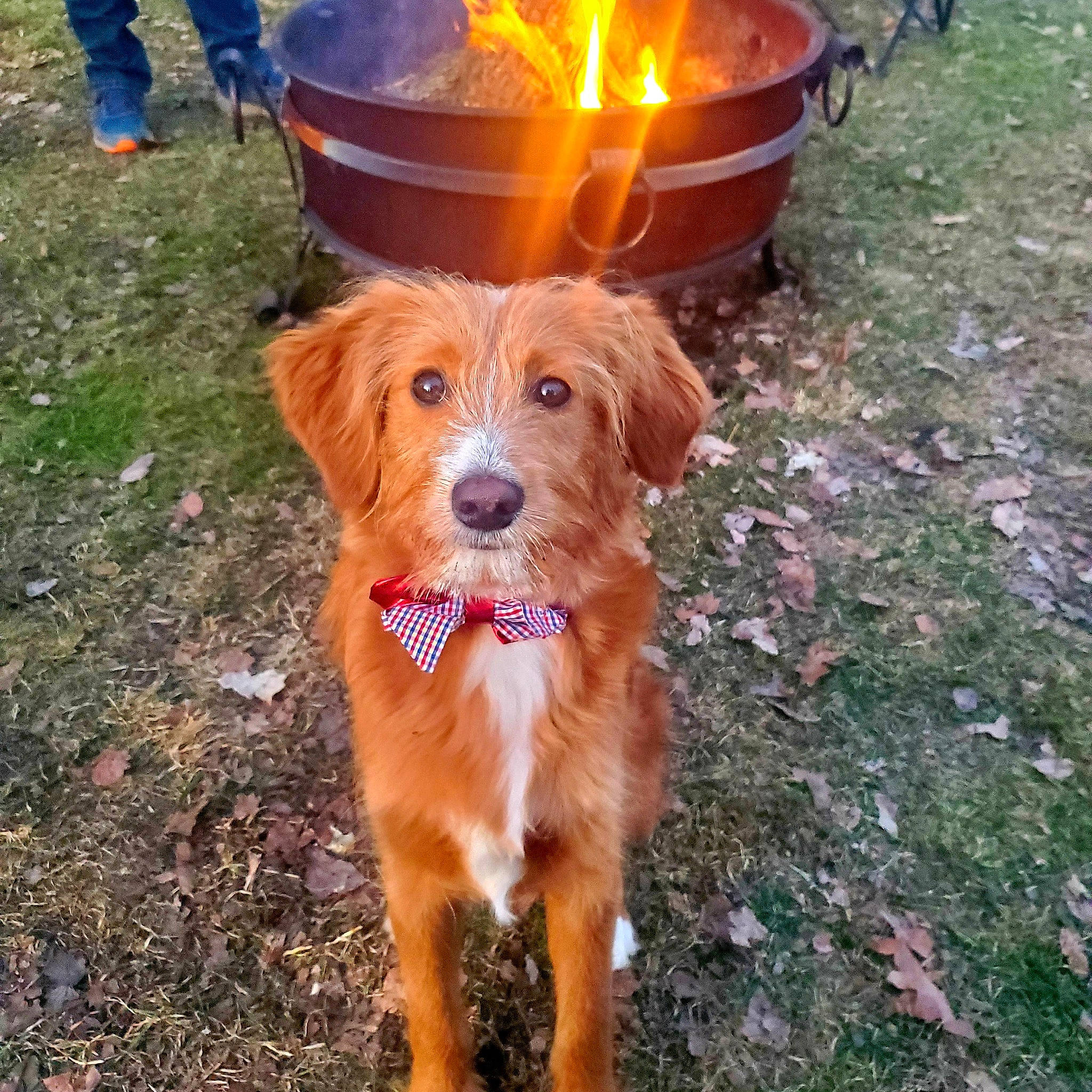 Jax joined the competition — help win amazing prizes! adventure, canidae, carnivore, collar, companion_dog, dog, dog_breed, dog_collar, fawn, flowerpot, fur, grass, liver, road_surface, snout, soil, sporting_group, terrestrial_animal, whiskers, working_dog