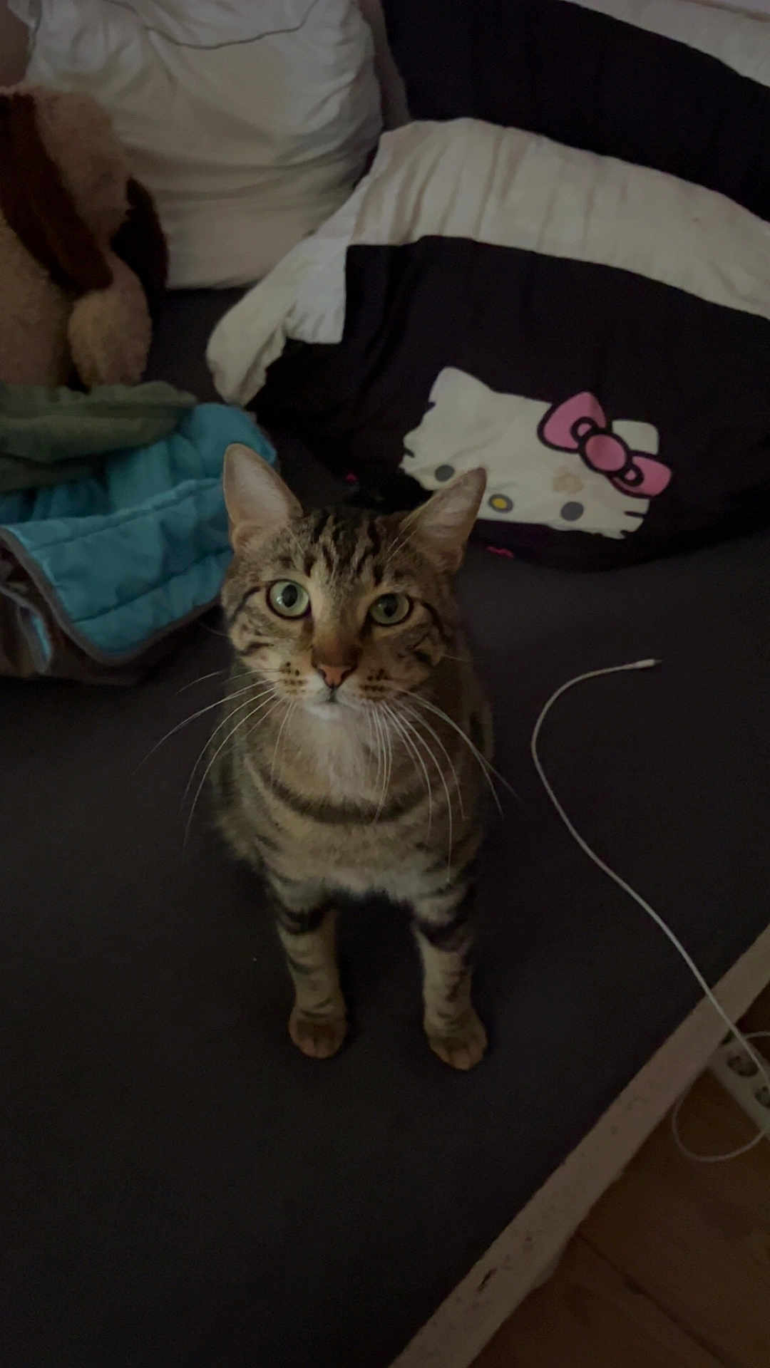 Bagheera