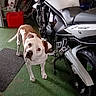 animal, bicycle, brown_and_white, concrete_wall, curious, dog, garage, green_floor, home_storage, indoor, looking_at_camera, mechanical, motorcycle, pet, portrait, red_container, standing, transportation, vehicle, wrinkled_face