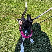 Coco joined the competition — help win amazing prizes! puppy, dog, grass, leash, harness, outdoor, pet, animal, young, black_and_white, curious, sunlight, shadow, walking, cute, ears, tail, playful, nature, summer