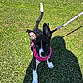 puppy, dog, grass, leash, harness, outdoor, pet, animal, young, black_and_white, curious, sunlight, shadow, walking, cute, ears, tail, playful, nature, summer