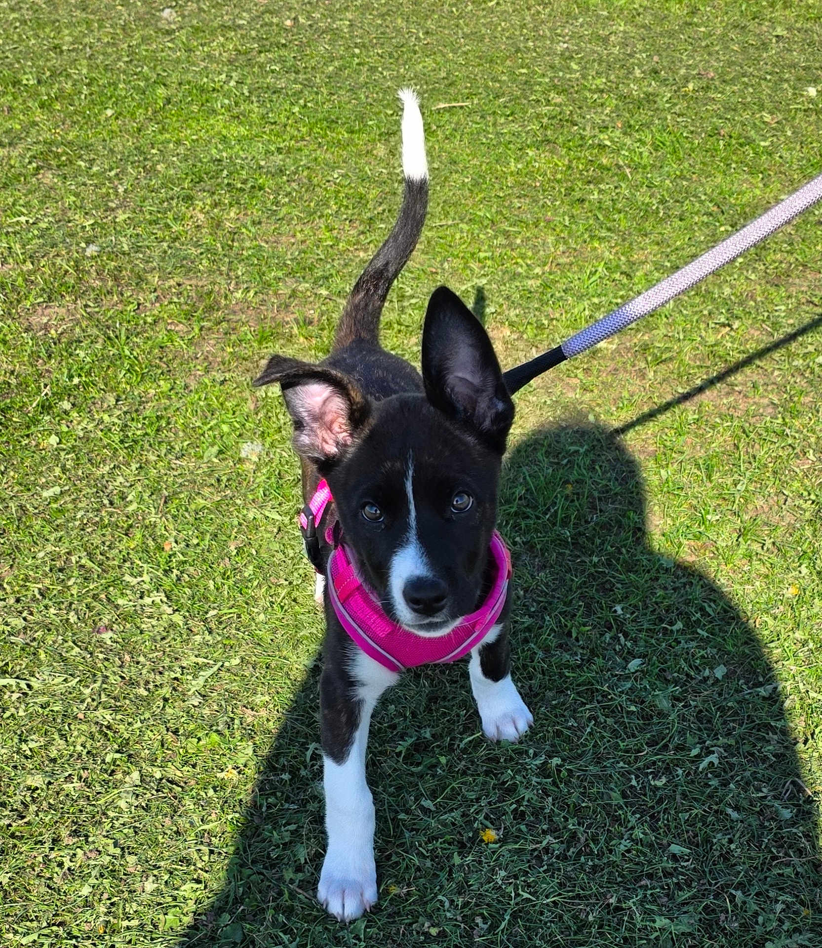 Coco