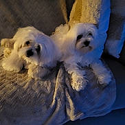 Aiko participe au concours pour gagner de l'argent avec cette photo : animal, blanket, comfort, companion, couch, cozy, dog, fluffy, fur, home, indoor, living_room, paw, pet, relaxed, resting, shadow, soft_light, two_dogs, white_fur