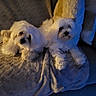 animal, blanket, comfort, companion, couch, cozy, dog, fluffy, fur, home, indoor, living_room, paw, pet, relaxed, resting, shadow, soft_light, two_dogs, white_fur