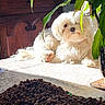 Aiko a rejoint le concours — aidez-le/la à gagner de superbes lots ! animal, closeup, companion, cozy, curious, dog, dog_food, domestic_pet, fluffy, furniture, green_leaves, indoor, kibble, pet, plant, relaxed, sunlight, table, white_dog, wooden_background