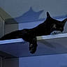 Rabbit is registered to the contest to win money with this photo: cat, black_cat, shelf, shadow, indoor, pet, animal, relaxing, paw, white_shelf, dim_light, wall, resting, domestic_cat, feline, quiet, still_life, household, cute, sleeping