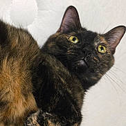 Rabbit joined the competition — help win amazing prizes! cat, tortoiseshell, feline, close_up, fur, yellow_eyes, whiskers, ears, pet, animal, indoor, curious, looking_up, mammal, domestic_cat, portrait, head, face, soft_fur, background