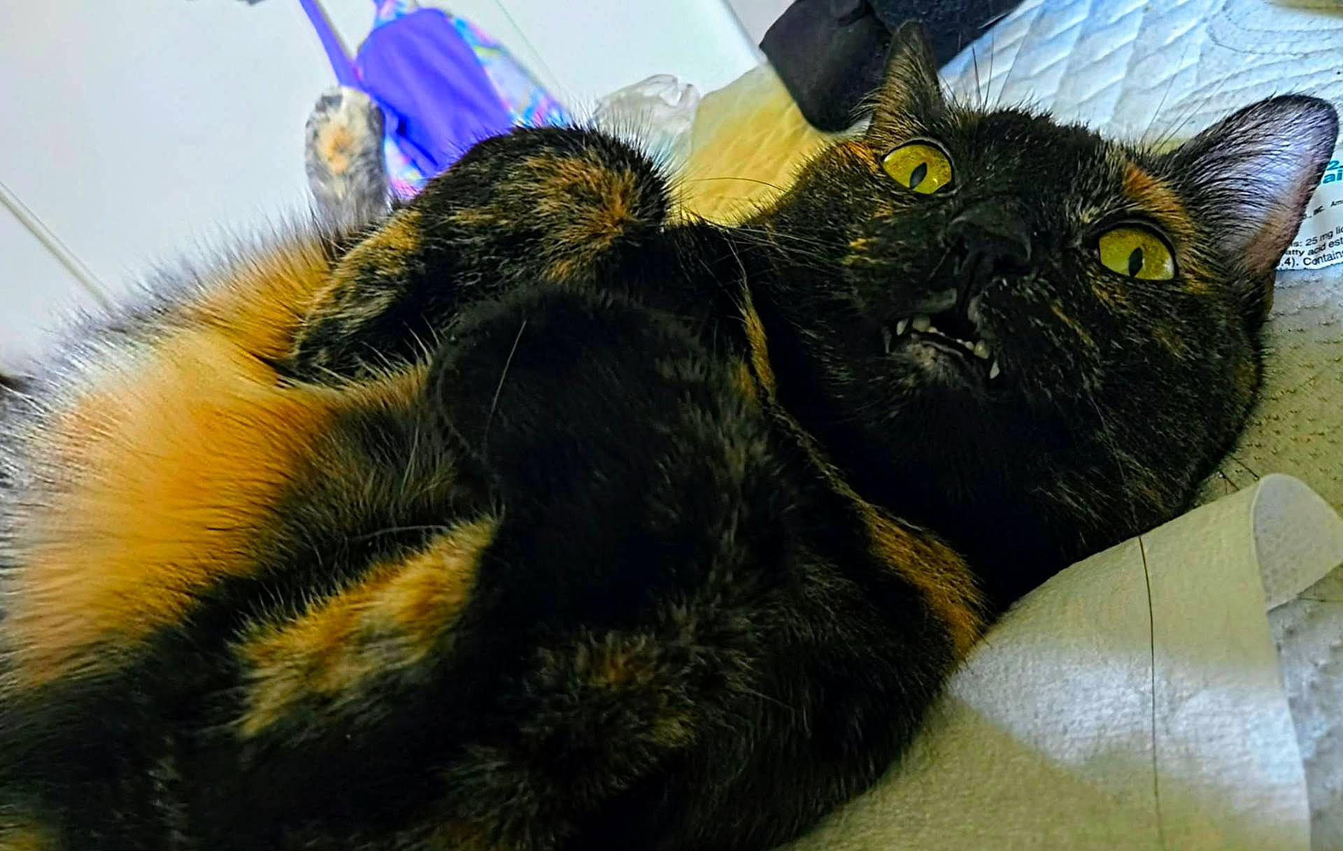 Rabbit is registered to the contest to win money with this photo: animal, bed, cat, close_up, cozy, cute, domestic, expression, fur, fur_pattern, household, indoor, lying_down, pet, relaxed, teeth, tortoiseshell_cat, whiskers, wide_eyes, yellow_eyes