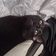 Silo is registered to the contest to win money with this photo: animal, bed, black_cat, blanket, cat, close_up, cute, domestic_animal, fabric, fur, green_eyes, indoor, lying_down, mouth_open, pet, portrait, relaxed, resting, sleepy, whiskers
