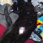 Silo is registered to the contest to win money with this photo: animal, black_cat, cat, clothes, colorful, couch, cozy, domestic_animal, fur, furniture, home, indoor, messy, pattern, paw, pet, relaxed, stretching, tail, textile