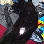 animal, black_cat, cat, clothes, colorful, couch, cozy, domestic_animal, fur, furniture, home, indoor, messy, pattern, paw, pet, relaxed, stretching, tail, textile