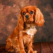 Arya participe au concours pour gagner de l'argent avec cette photo : dog, puppy, brown_fur, long_ears, wooden_floor, studio_background, pet, portrait, sitting, cute, animal, domestic_animal, fluffy, fur, looking_away, indoor, young_dog, mammal, canine, adorable