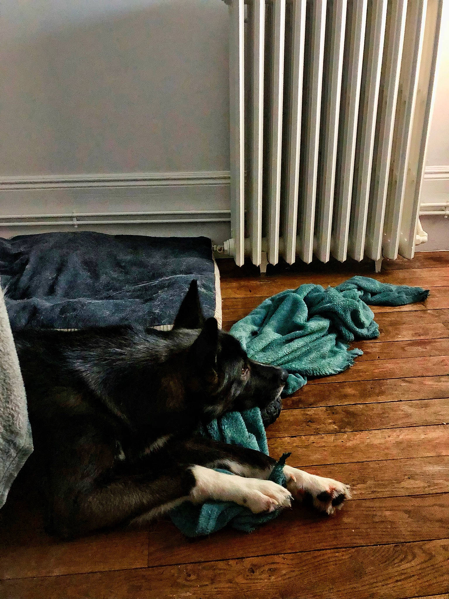 Saiko a rejoint le concours — aidez-le/la à gagner de superbes lots ! carnivore, comfort, companion_dog, dog, dog_breed, fawn, felidae, flooring, gas, grey, hardwood, room, small_to_medium_sized_cats, sporting_group, tail, tints_and_shades, window, wood, wood_flooring, working_animal