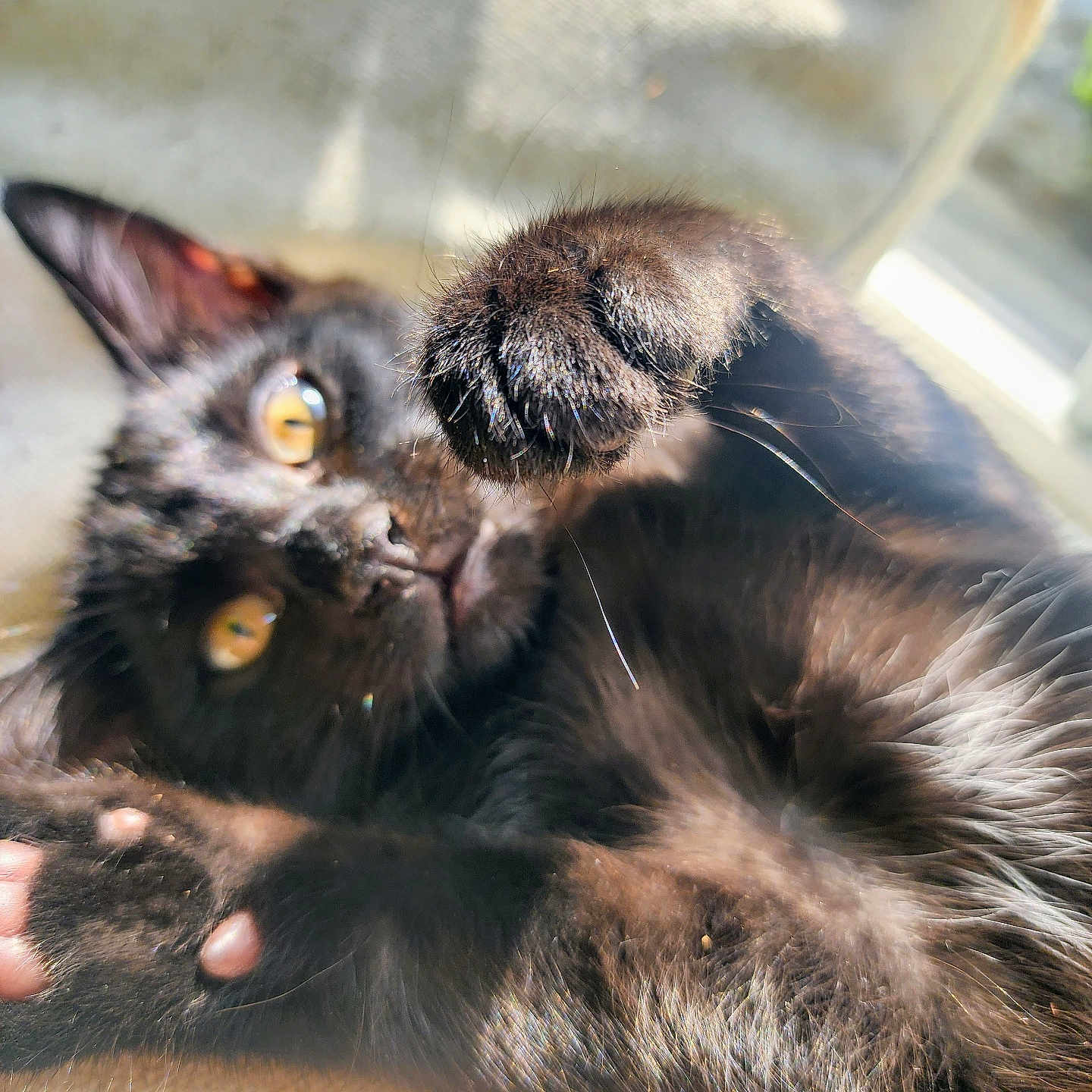 Juicy is registered to the contest to win money with this photo: abyssinian, animal, blackcat, bodypart, brasssection, cat, chair, electronics, finger, furniture, hand, hardware, horn, kitten, manx, mouth, musicalinstrument, person, pet, siamese