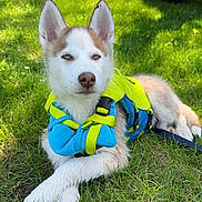 Raiden is registered to the contest to win money with this photo: dog, husky, puppy, grass, life_jacket, outdoor, pet, canine, animal, nature, summer, resting, ears, blue_eyes, fence, tree, vehicle, tire, sunlight, shadow