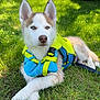 dog, husky, puppy, grass, life_jacket, outdoor, pet, canine, animal, nature, summer, resting, ears, blue_eyes, fence, tree, vehicle, tire, sunlight, shadow