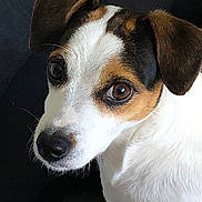 Guimauve a rejoint le concours — aidez-le/la à gagner de superbes lots ! alert, animal, black_fur, brown_eyes, canine, close_up, companion, cute, dog, domestic_animal, ears, friendly, fur_texture, indoor, looking_back, pet, portrait, snout, tan_fur, white_fur