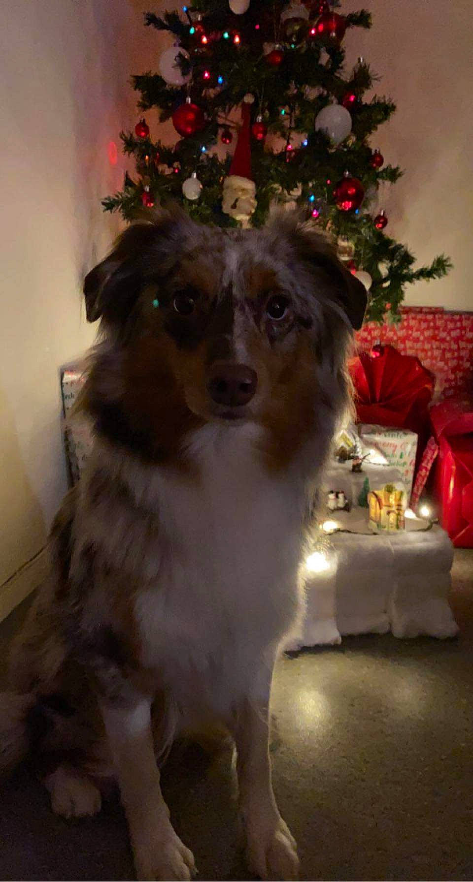 Bailey a rejoint le concours — aidez-le/la à gagner de superbes lots ! carnivore, christmas, christmas_decoration, christmas_eve, christmas_ornament, christmas_tree, companion_dog, conifer, dog, dog_breed, event, evergreen, fur, holiday, holiday_ornament, interior_design, ornament, plant, tree, whiskers