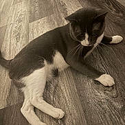 Felipe joined the competition — help win amazing prizes! cat, black_and_white, pet, animal, flooring, wood_floor, indoor, relaxed, laying_down, whiskers, paws, fur, curious, feline, domestic_animal, resting, home, closeup, quiet, calm