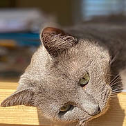 Lucien participe au concours pour gagner de l'argent avec cette photo : animal, blurred_background, calm, cat, closeup, cozy, feline, fur, gray_cat, green_eyes, head, indoor, pet, portrait, relaxation, resting, sleepy, sunlight, whiskers, wooden_surface