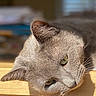 animal, blurred_background, calm, cat, closeup, cozy, feline, fur, gray_cat, green_eyes, head, indoor, pet, portrait, relaxation, resting, sleepy, sunlight, whiskers, wooden_surface
