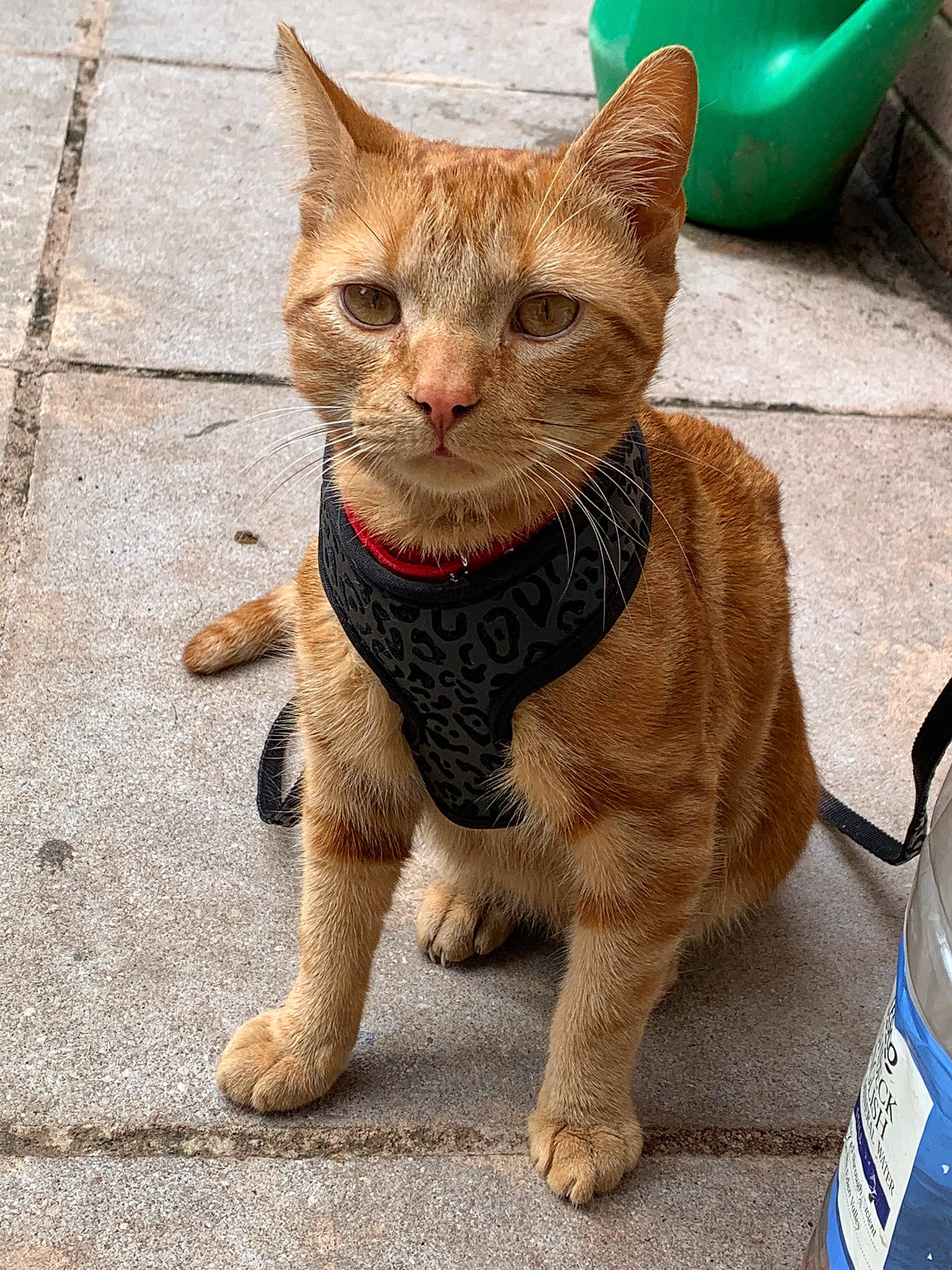 Boo-boo is registered to the contest to win money with this photo: blue, bottle, carnivore, cat, claw, collar, domestic_short_haired_cat, eye, fawn, felidae, fur, leash, paw, sitting, small_to_medium_sized_cats, tail, terrestrial_animal, water_bottle, whiskers, wrinkle