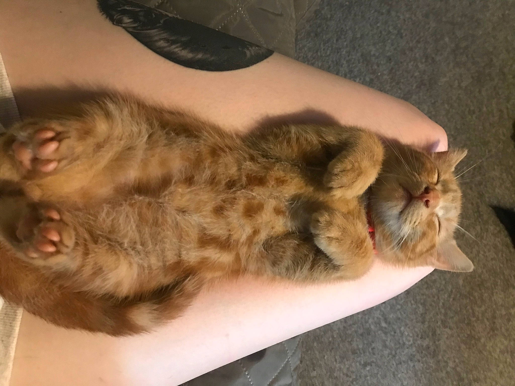 Boo-boo joined the competition — help win amazing prizes! carnivore, cat, claw, comfort, companion_dog, dog_breed, domestic_short_haired_cat, ear, fawn, felidae, fur, human_leg, lap, paw, small_to_medium_sized_cats, snout, sporting_group, tail, terrestrial_animal, whiskers