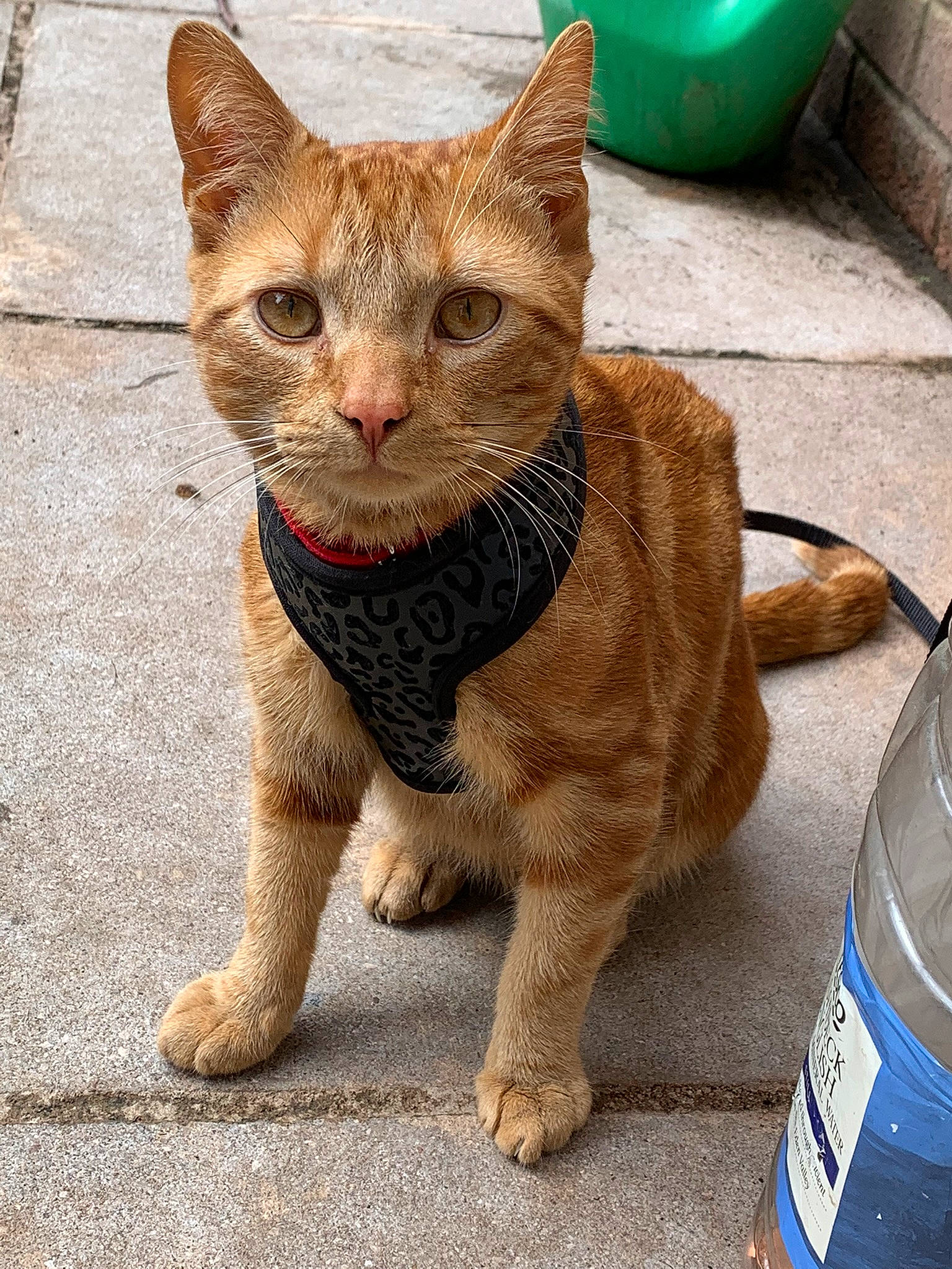 Boo-boo joined the competition — help win amazing prizes! art, bottle, carbonated_soft_drinks, carnivore, cat, claw, domestic_short_haired_cat, fawn, felidae, fur, paw, plastic_bottle, small_to_medium_sized_cats, snout, tail, terrestrial_animal, water_bottle, whiskers, wildlife, wrinkle