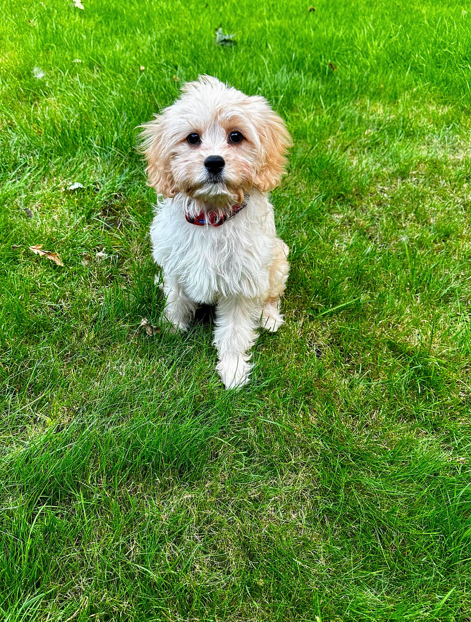 Benji joined the competition — help win amazing prizes! canidae, carnivore, companion_dog, dog, dog_breed, dog_supply, grass, grassland, groundcover, maltepoo, non_sporting_group, plant, poodle_crossbreed, puppy, small_terrier, sporting_group, terrier, toy_dog, water_dog, working_animal