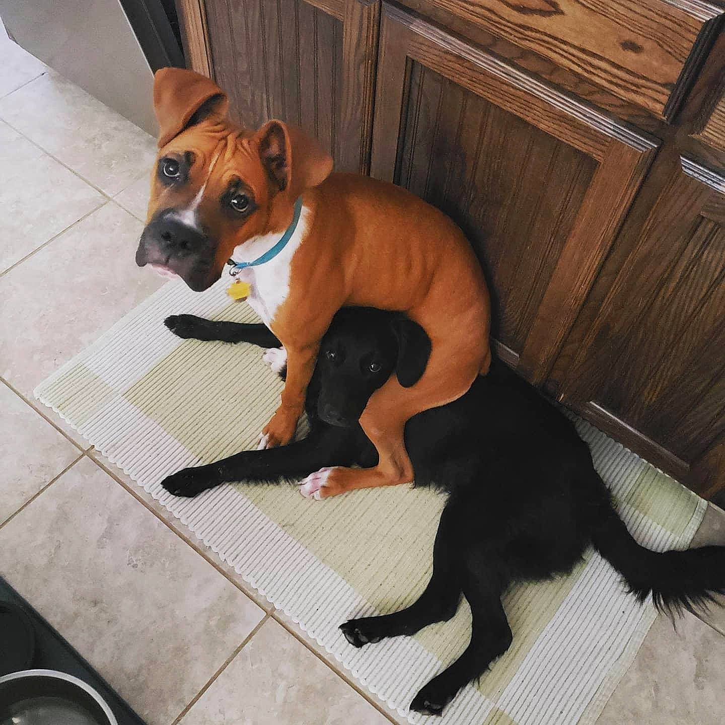 Tucker is registered to the contest to win money with this photo: canidae, carnivore, dog, dog_breed, dog_supply, fawn, floor, flooring, fur, hardwood, liver, mammal, paw, snout, sporting_group, tail, tan, wood, wood_stain, working_animal