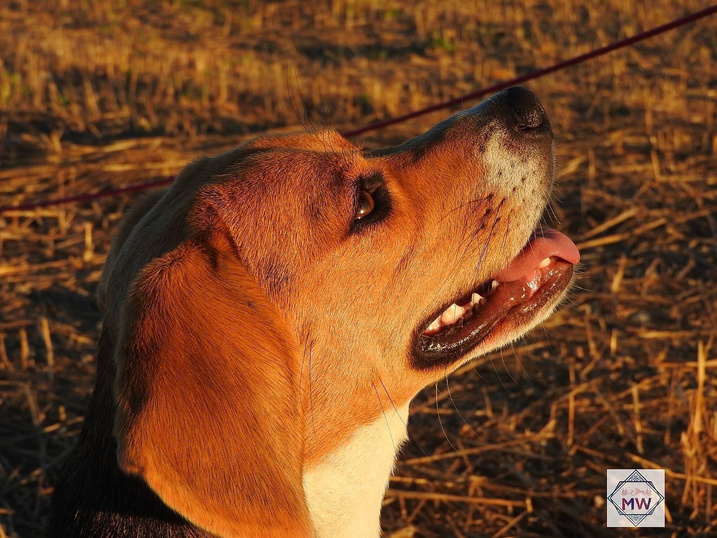 Shana a rejoint le concours — aidez-le/la à gagner de superbes lots ! ancient_dog_breeds, carnivore, companion_dog, dog, dog_breed, fawn, grass, hound, snout, soil, sporting_group, street_dog, terrestrial_animal, whiskers, wildlife, wood, working_animal, working_dog