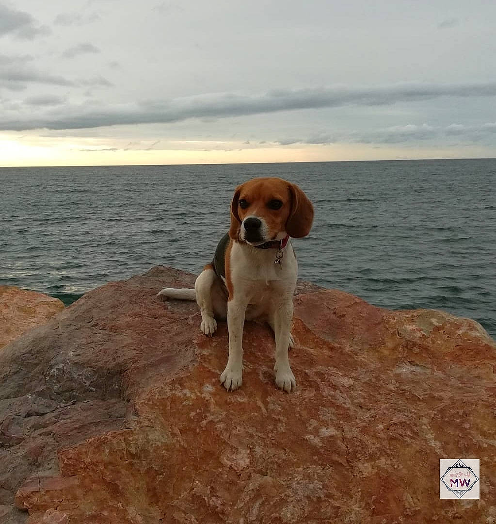 Shana participe au concours pour gagner de l'argent avec cette photo : carnivore, cloud, collar, companion_dog, dog, dog_breed, fawn, gun_dog, horizon, lake, landscape, liquid, ocean, rock, sky, sporting_group, tail, water, wind_wave, wood