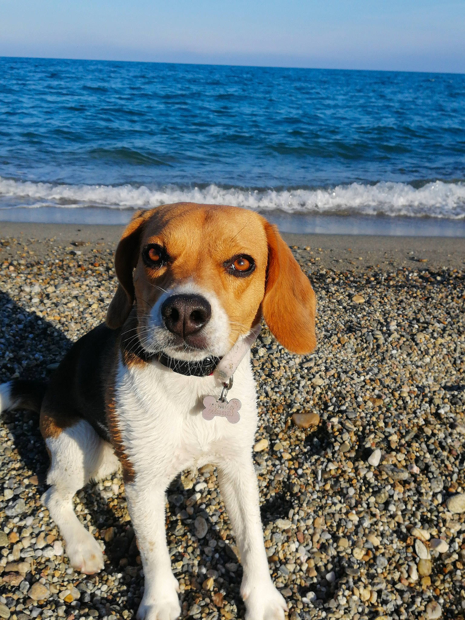 Shana participe au concours pour gagner de l'argent avec cette photo : beach, canidae, carnivore, coast, collar, companion_dog, dog, dog_breed, fawn, horizon, hound, lake, landscape, ocean, sand, scent_hound, sky, sporting_group, water, wind_wave