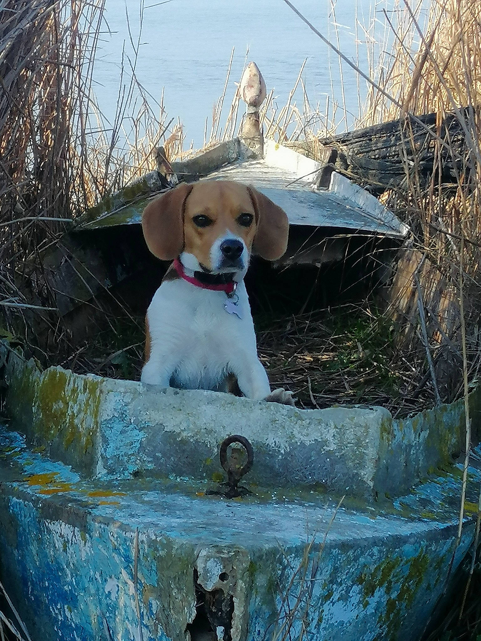 Shana participe au concours pour gagner de l'argent avec cette photo : canidae, carnivore, collar, companion_dog, dog, dog_breed, dog_collar, fawn, grass, gun_dog, hound, leash, leisure, pet_supply, plant, sky, snout, sporting_group, tail, twig