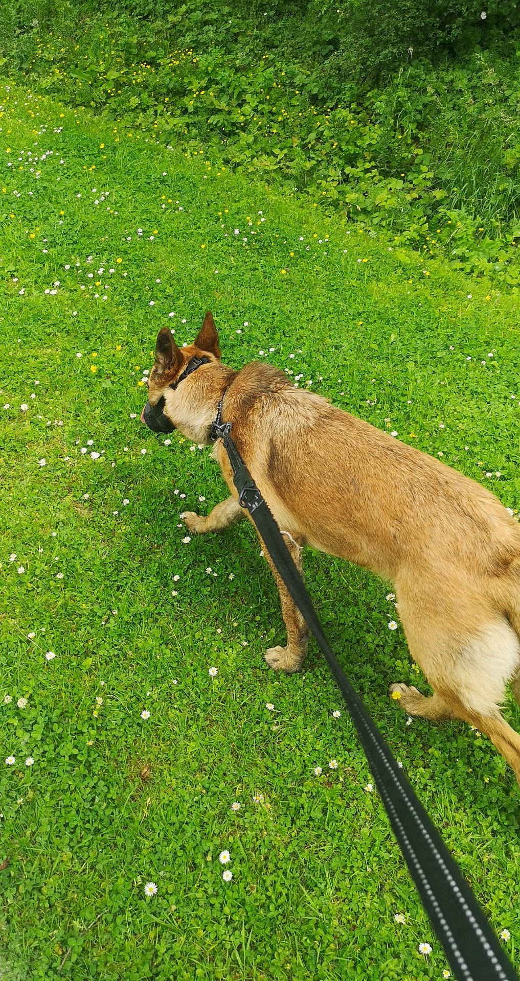 Sheldon participe au concours pour gagner de l'argent avec cette photo : canidae, dog, dog_breed, fawn, grass, grassland, groundcover, liver, pasture, plant, sporting_group, tail, terrestrial_animal, wildlife, wood, working_animal