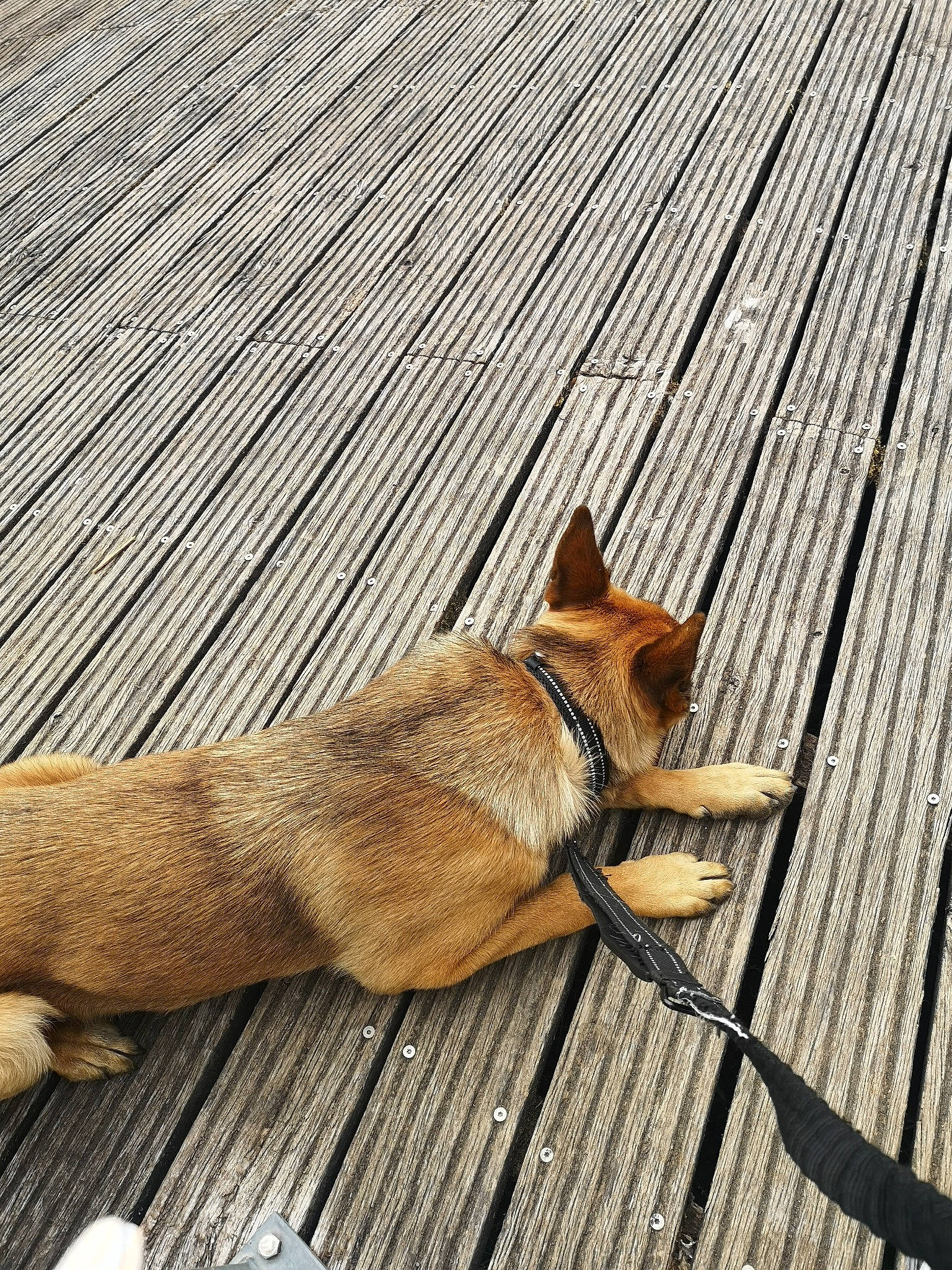 Sheldon participe au concours pour gagner de l'argent avec cette photo : canidae, carnivore, collar, comfort, companion_dog, dog, dog_breed, dog_supply, fawn, flooring, foot, hardwood, paw, shadow, snout, sporting_group, tail, terrestrial_animal, wildlife, wood