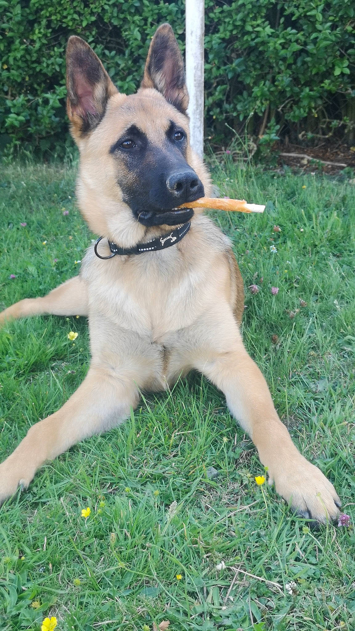 Sheldon participe au concours pour gagner de l'argent avec cette photo : ancient_dog_breeds, canidae, carnivore, collar, companion_dog, dog, dog_breed, dog_collar, fawn, german_shepherd_dog, grass, guard_dog, herding_dog, non_sporting_group, plant, snout, sporting_group, tail, working_animal, working_dog