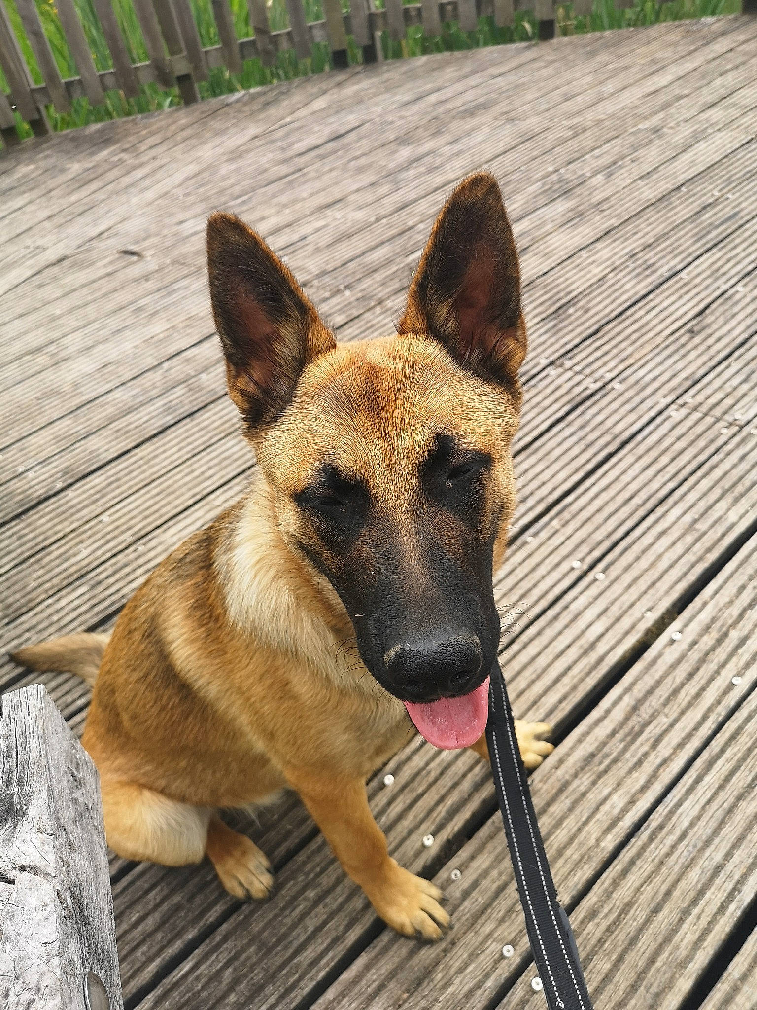 Sheldon a rejoint le concours — aidez-le/la à gagner de superbes lots ! canidae, carnivore, collar, companion_dog, dog, dog_breed, fawn, german_shepherd_dog, hardwood, herding_dog, pet_supply, plank, plant, snout, sporting_group, terrestrial_animal, wood, wood_stain, working_animal, working_dog