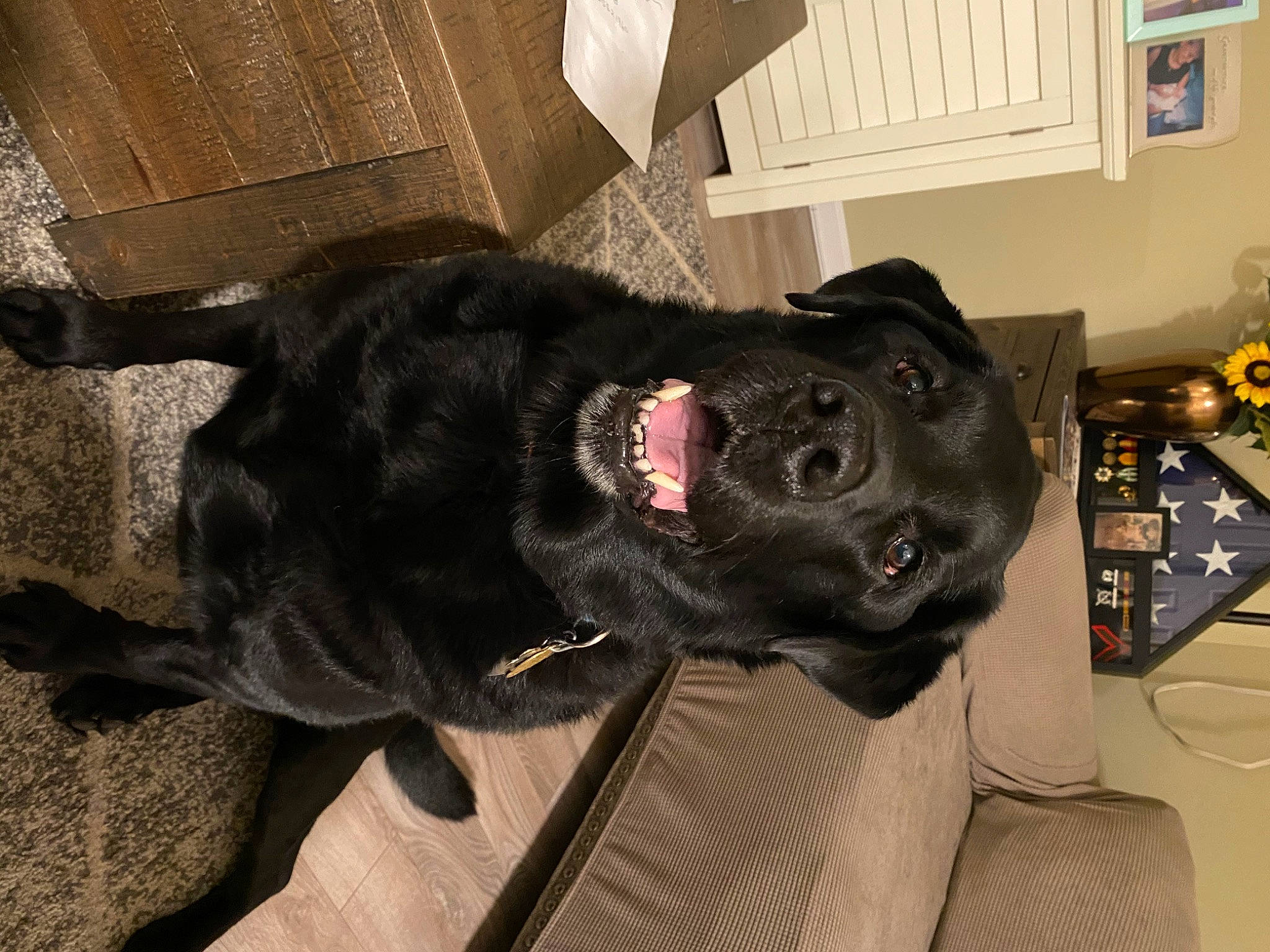 Kali joined the competition — help win amazing prizes! bandog, borador, canidae, carnivore, companion_dog, dog, dog_breed, fawn, guard_dog, patterdale_terrier, snout, sporting_group, whiskers