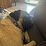 Paisley is registered to the contest to win money with this photo: dog, pug, sleeping, indoor, pet, relaxed, brown, furniture, chair, floor, basket, collar, cozy, animal, resting, person, leg, background, light, home