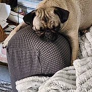 Paisley is registered to the contest to win money with this photo: dog, pug, sleeping, ottoman, blanket, indoor, furniture, cozy, pet, resting, home, fur, animal, cute, relaxed, paw, texture, brown, black, snout