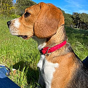 Tara a rejoint le concours — aidez-le/la à gagner de superbes lots ! dog, beagle, side_profile, red_collar, grass, outdoor, nature, sunlight, blue_sky, tree, pet, canine, animal, field, greenery, fur, attentive, sitting, daytime, closeup