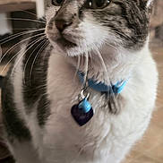 Bindy joined the competition — help win amazing prizes! cat, close_up, collar, pet, whiskers, feline, indoor, fur, tag, curious, animal, domestic, portrait, looking_away, blue_collar, heart_shaped_tag, soft_background, tabby, white_fur, black_fur