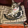 Bindy joined the competition — help win amazing prizes! cat, pet, indoor, cushion, armchair, striped_rug, relaxed, curled_up, pink_collar, feline, domestic_animal, whiskers, gray_white_fur, looking_up, cozy, patterned_fabric, resting, animal_portrait, home, furniture